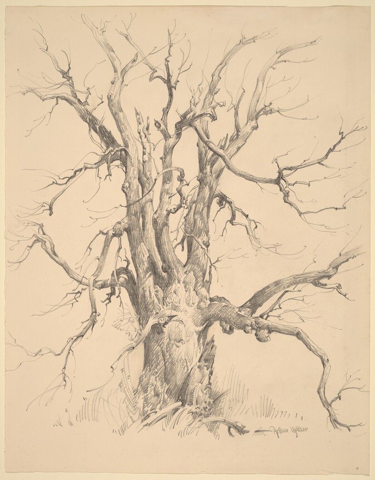 The Mighty Willow by Arthur Meltzer