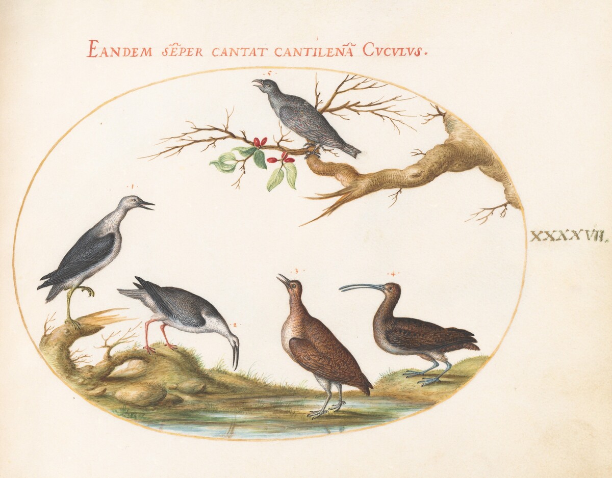 Plate 47: Shore Birds with a Perching Bird by Joris Hoefnagel