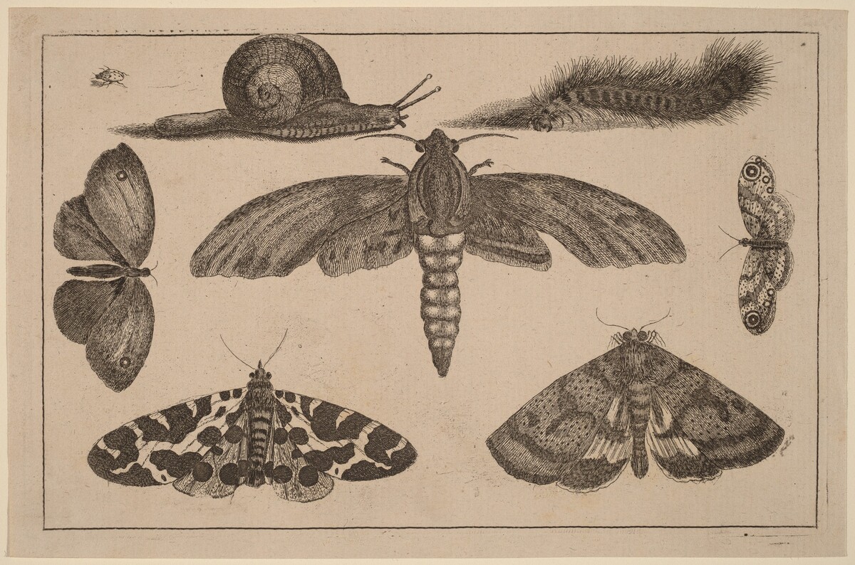 Six Insects, a Caterpillar, and a Snail by Wenceslaus Hollar