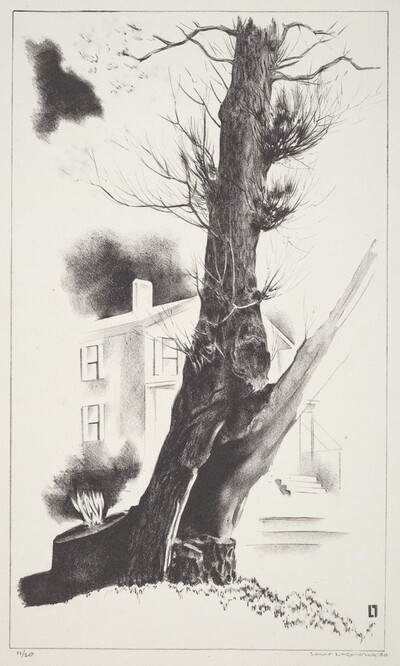 Willow Tree