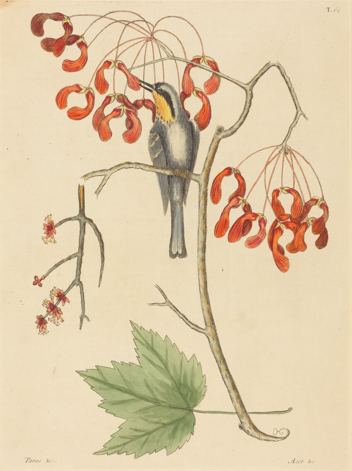 The Yellow Throated Creeper by Mark Catesby