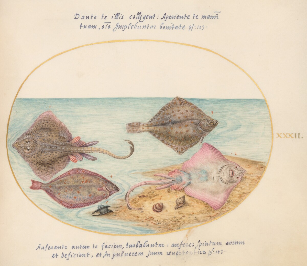 Plate 32: Skates with an Egg Case and Two Flat Fish by Joris Hoefnagel