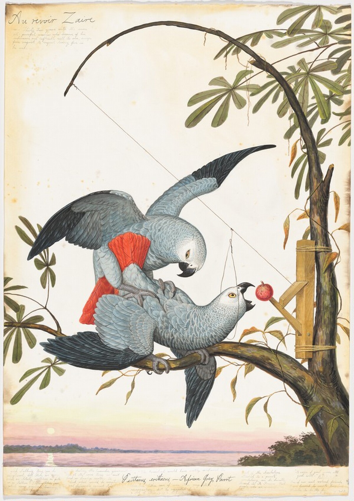 Au Revoir Zaire by Walton Ford