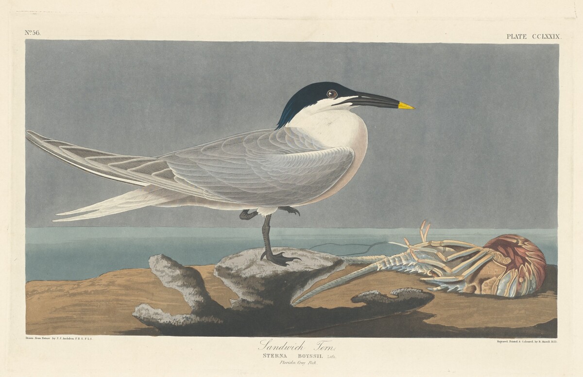 Sandwich Tern by Robert Havell after John James Audubon