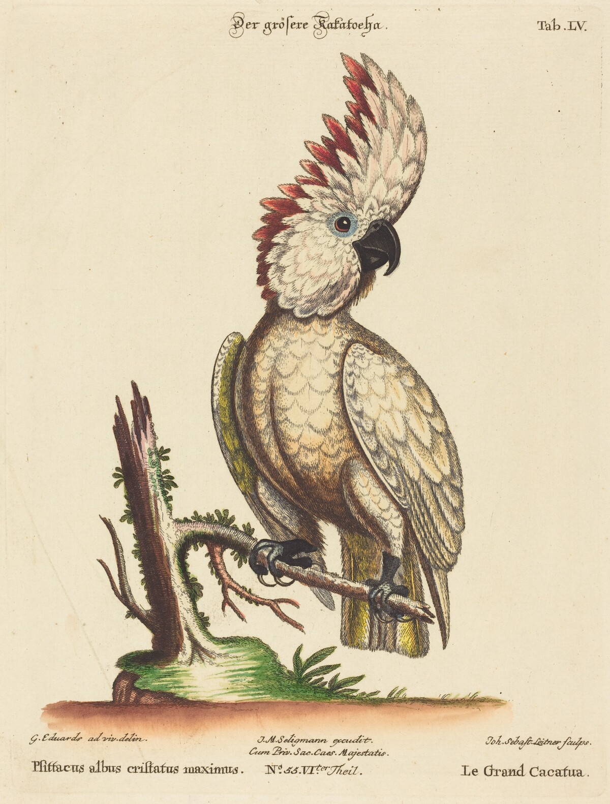 Psittacus albus cristatus maximus by Johann Sebastian Leitner after George Edwards