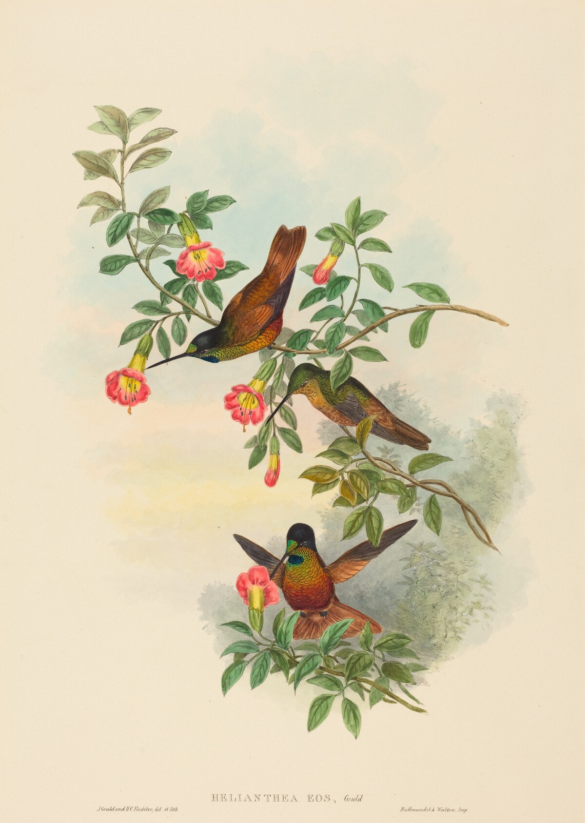 Helianthea eos (Golden Star-frontlet) by John Gould and H.C. Richter