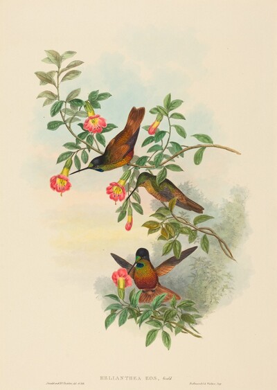 Helianthea eos (Golden Star-frontlet)