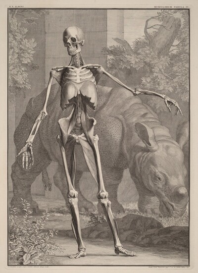 Musculorum Tabula IV