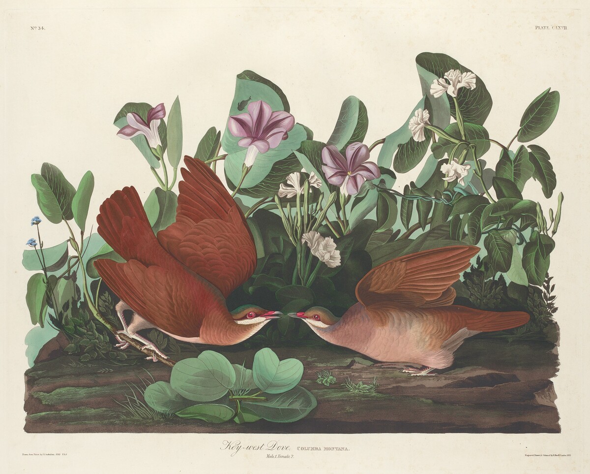 Key-west Dove by Robert Havell after John James Audubon