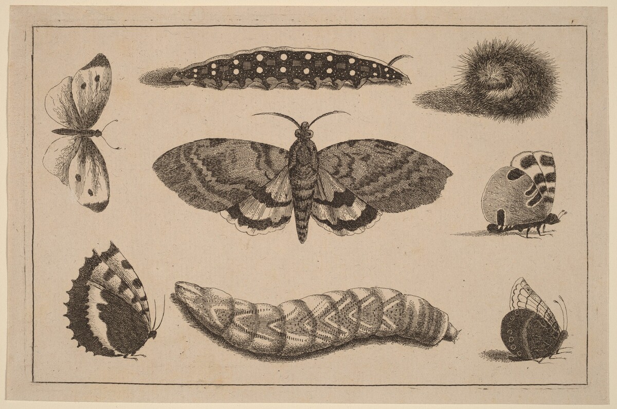 Three Caterpillars, a Moth, and Four Butterflies by Wenceslaus Hollar