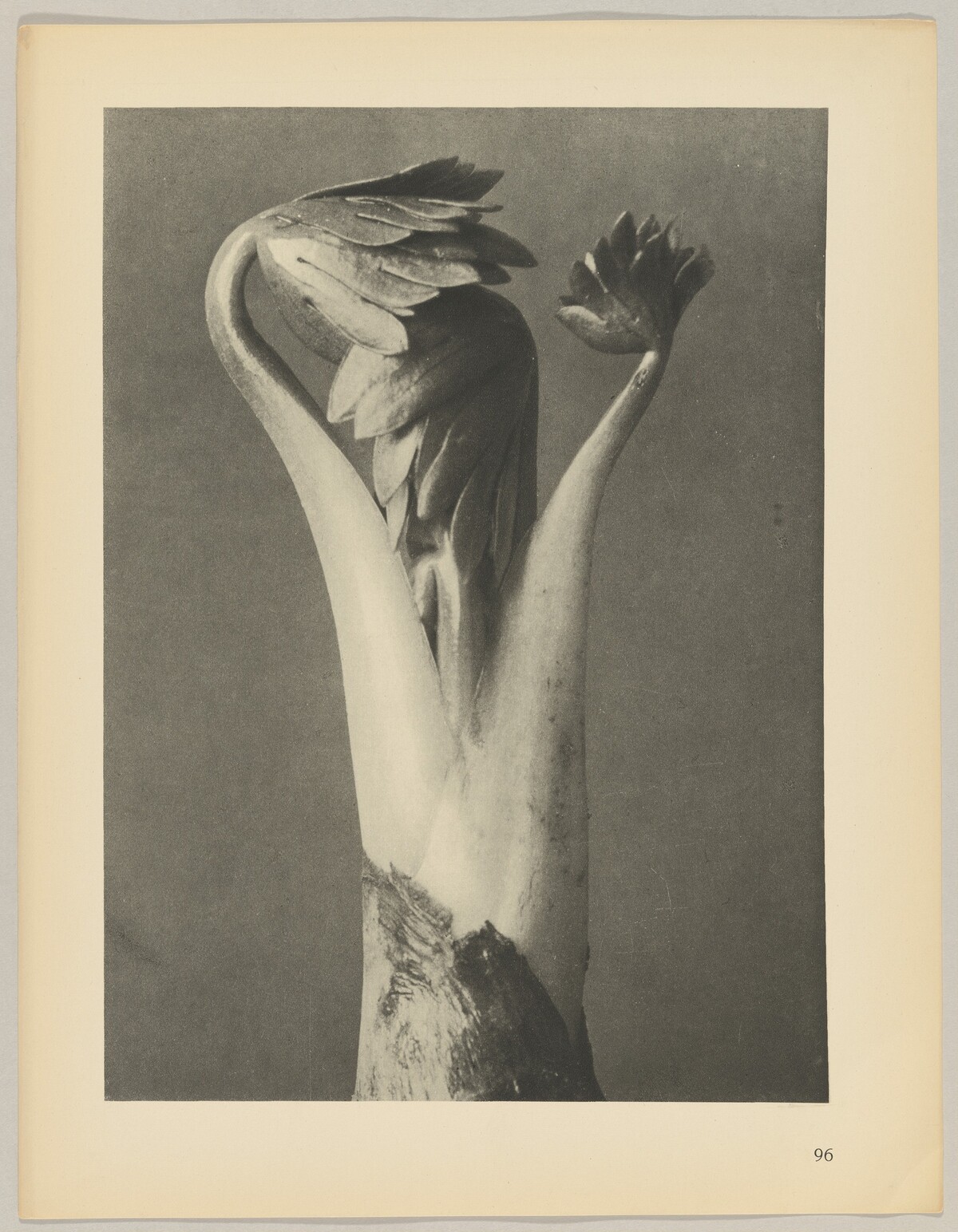 Aconitum by Karl Blossfeldt