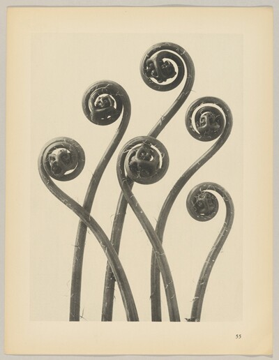 Adiantum pedatum