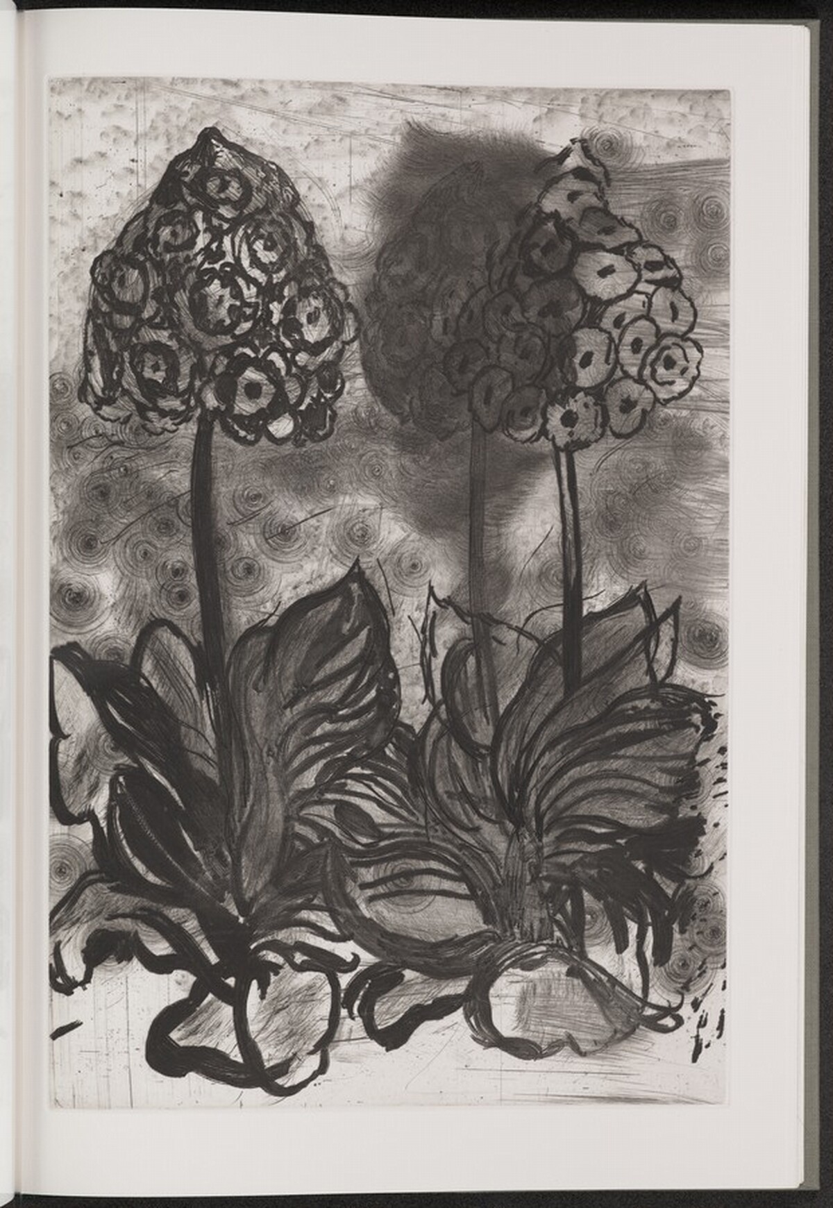 Auricula by Jim Dine