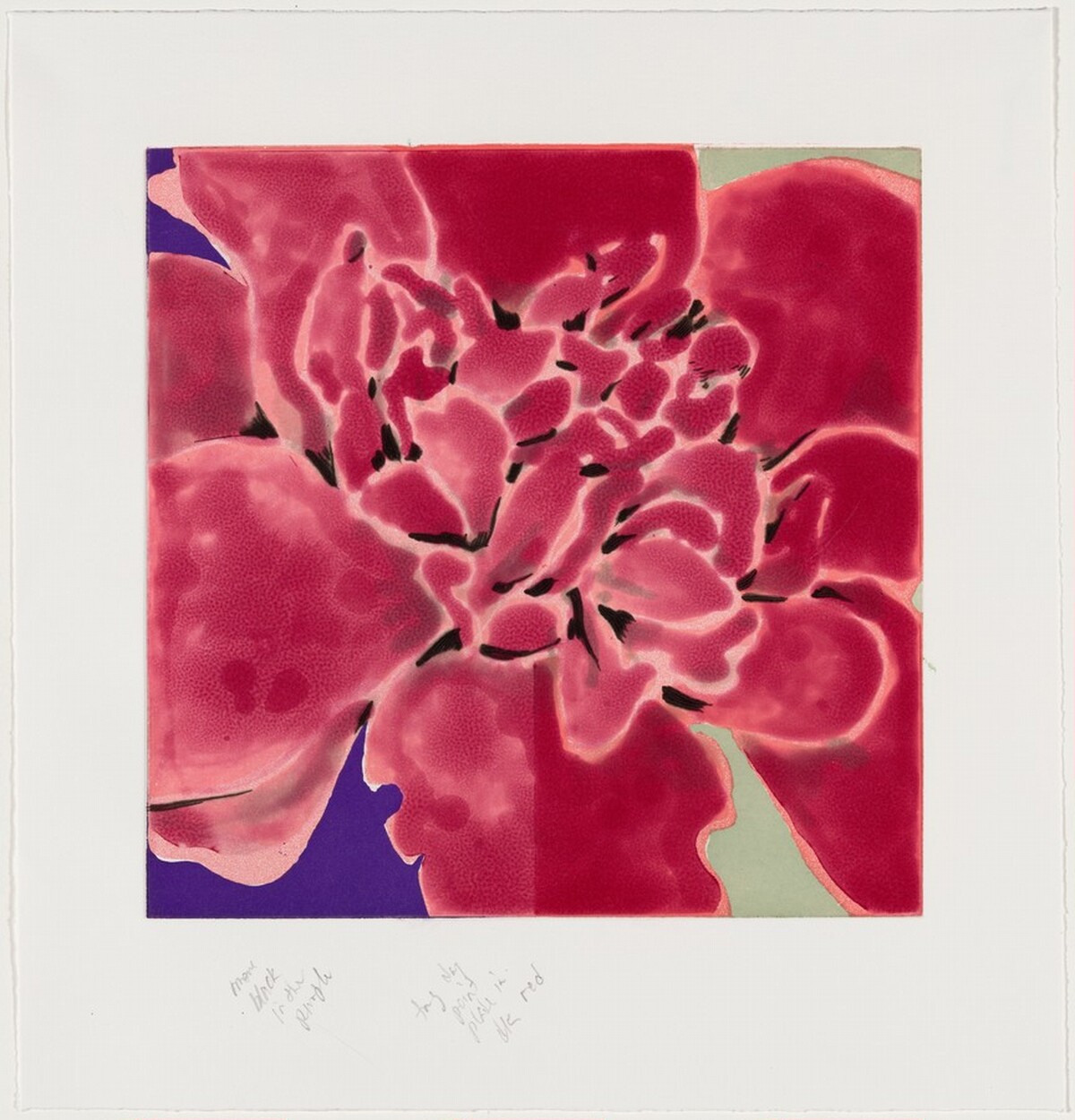 Camellia Red [working proof 4] by Robert Kushner