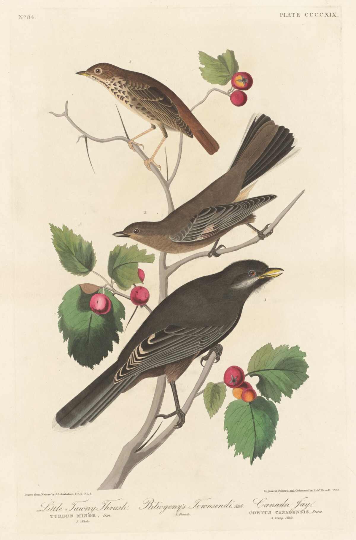 Little Tawny Thrush by Robert Havell after John James Audubon