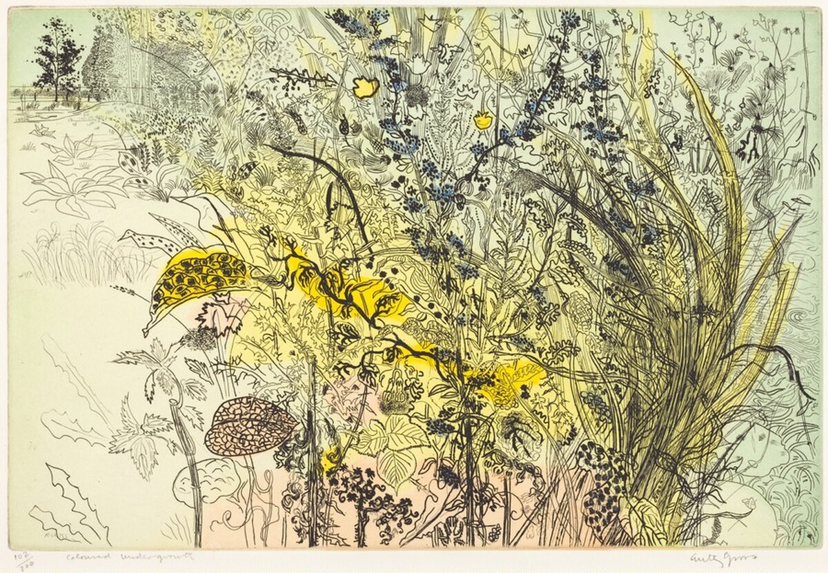 Tangled Undergrowth by Anthony Gross
