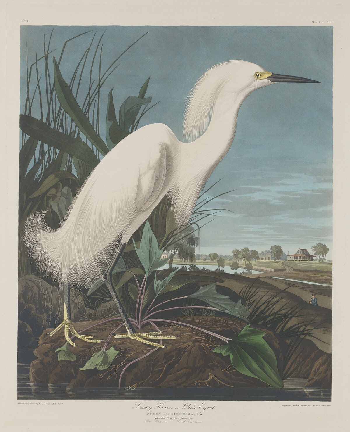 Snowy Heron, or White Egret by Robert Havell after John James Audubon