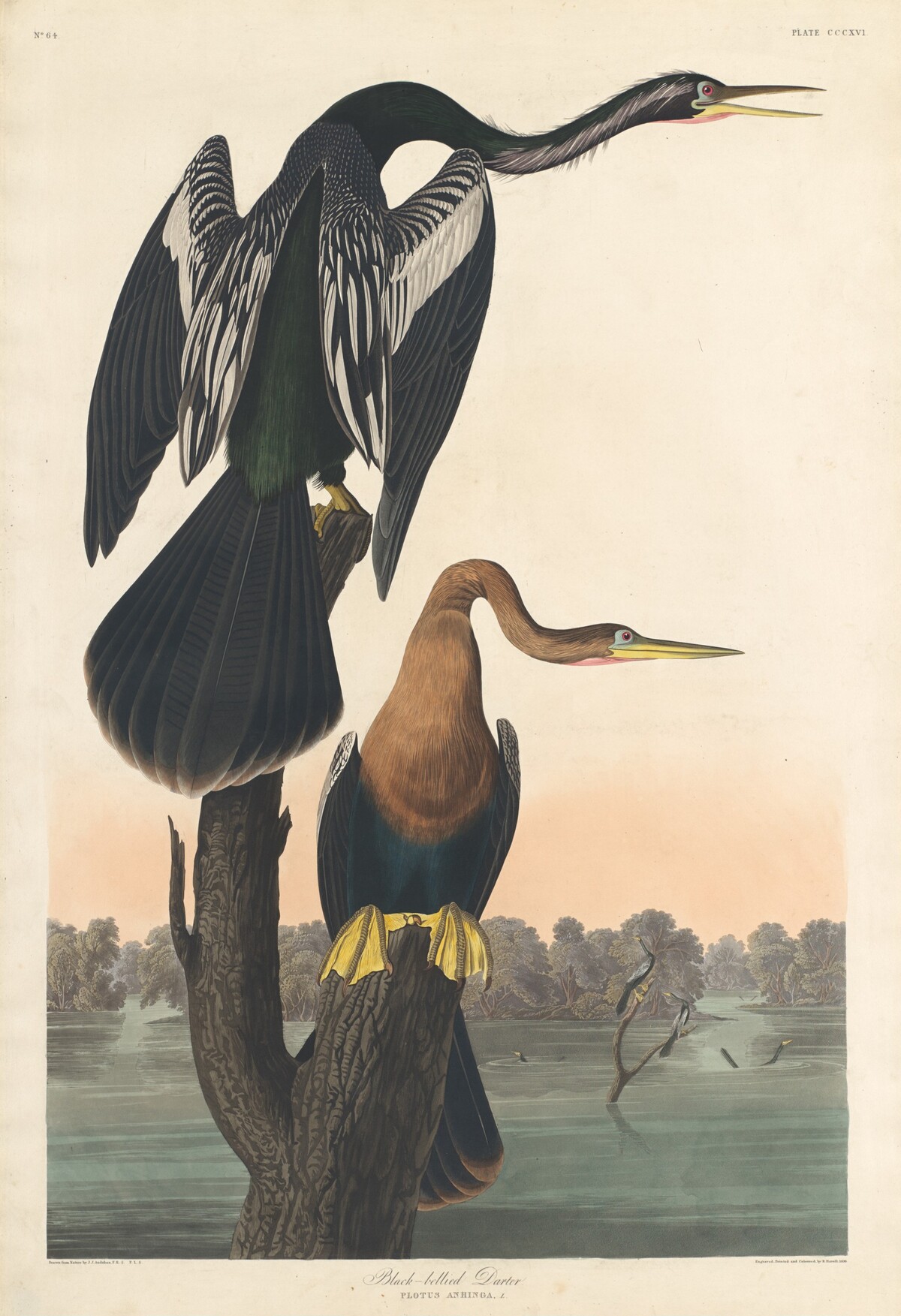Black-bellied Darter by Robert Havell after John James Audubon