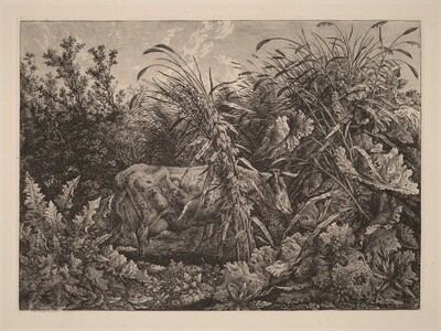 The Cow in the Swamp