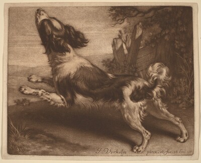 A Spaniel Jumping