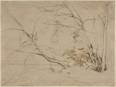 Clump of Trees at Civita Castellana