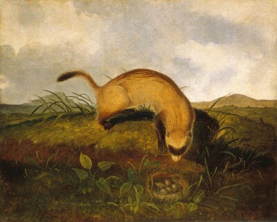 Black-Footed Ferret