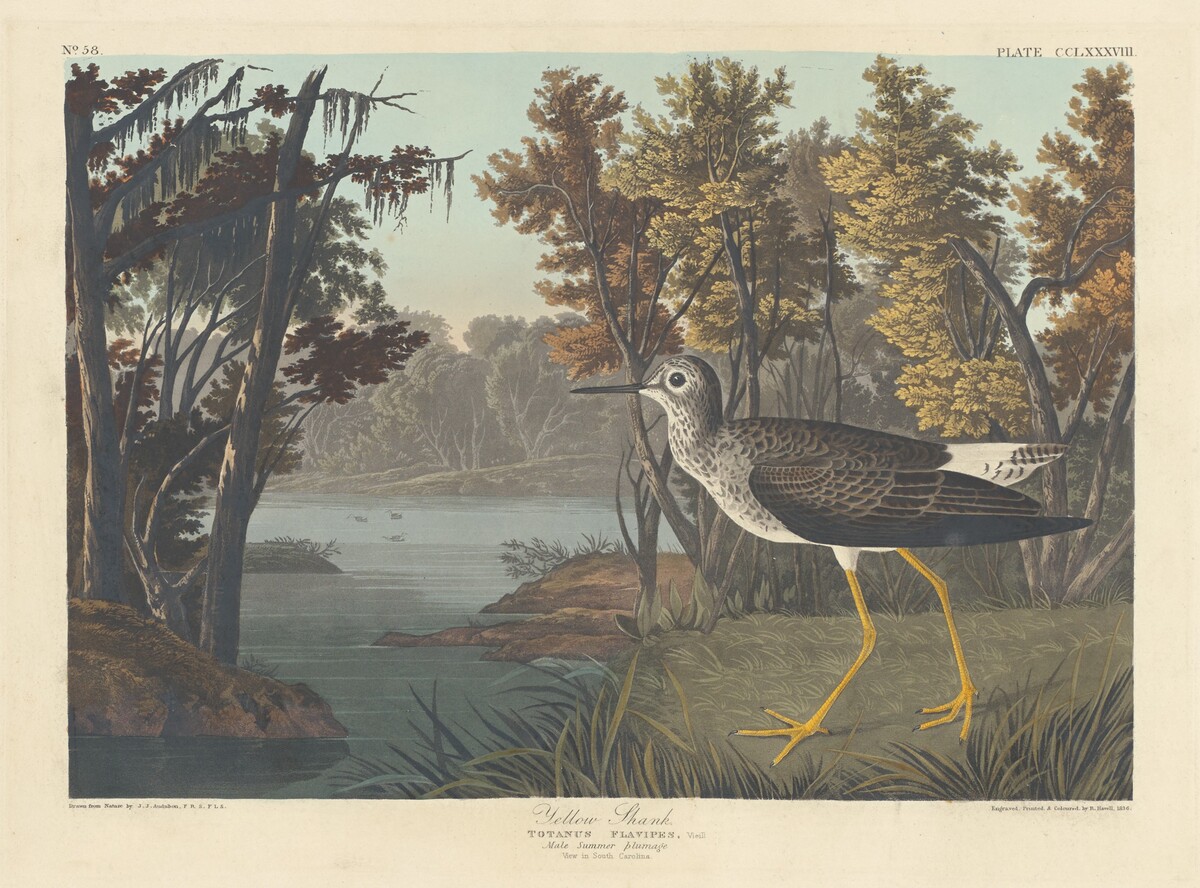 Yellow Shank by Robert Havell after John James Audubon