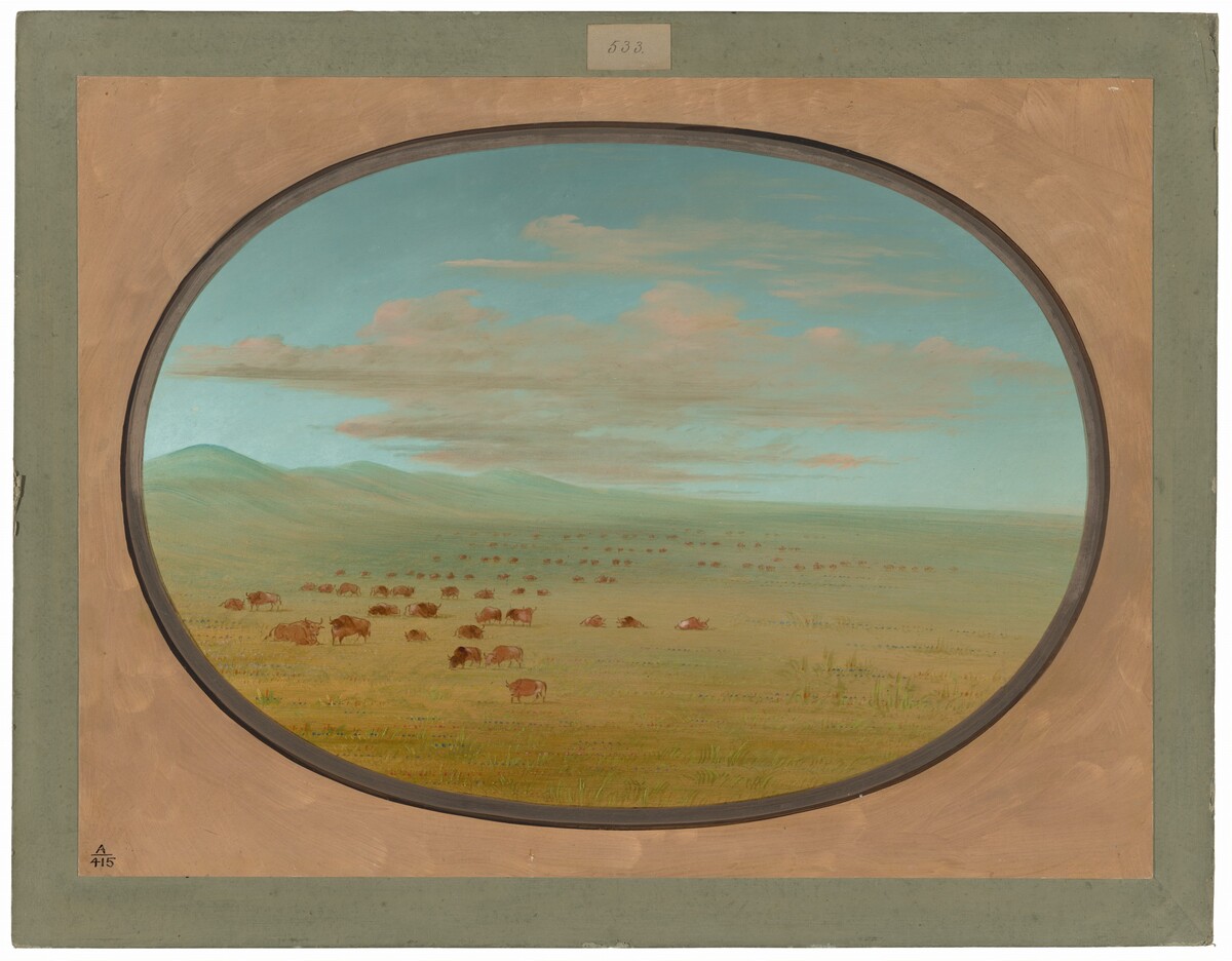 Wild Cattle Grazing on the Pampa del Sacramento by George Catlin