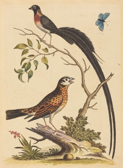 Two Birds, One with Very Long Tailfeathers, and Blue Butterfly