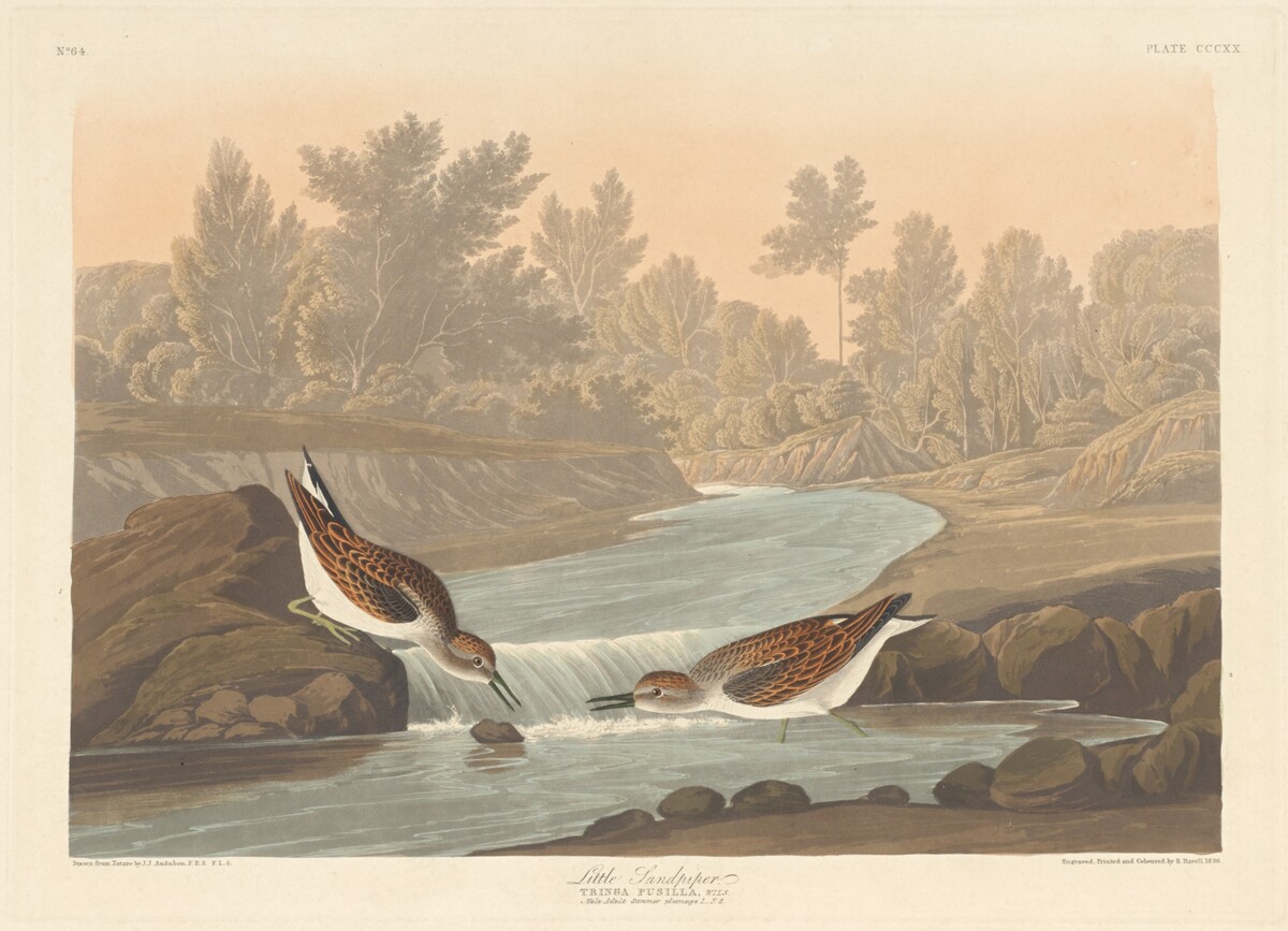 Little Sandpiper by Robert Havell after John James Audubon