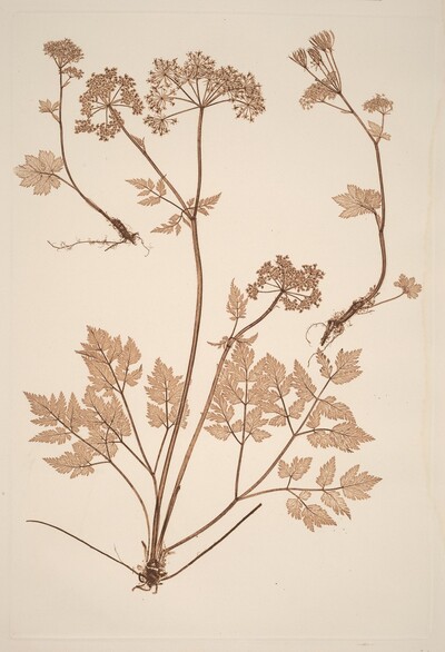 Chaerophyllum hirsistum