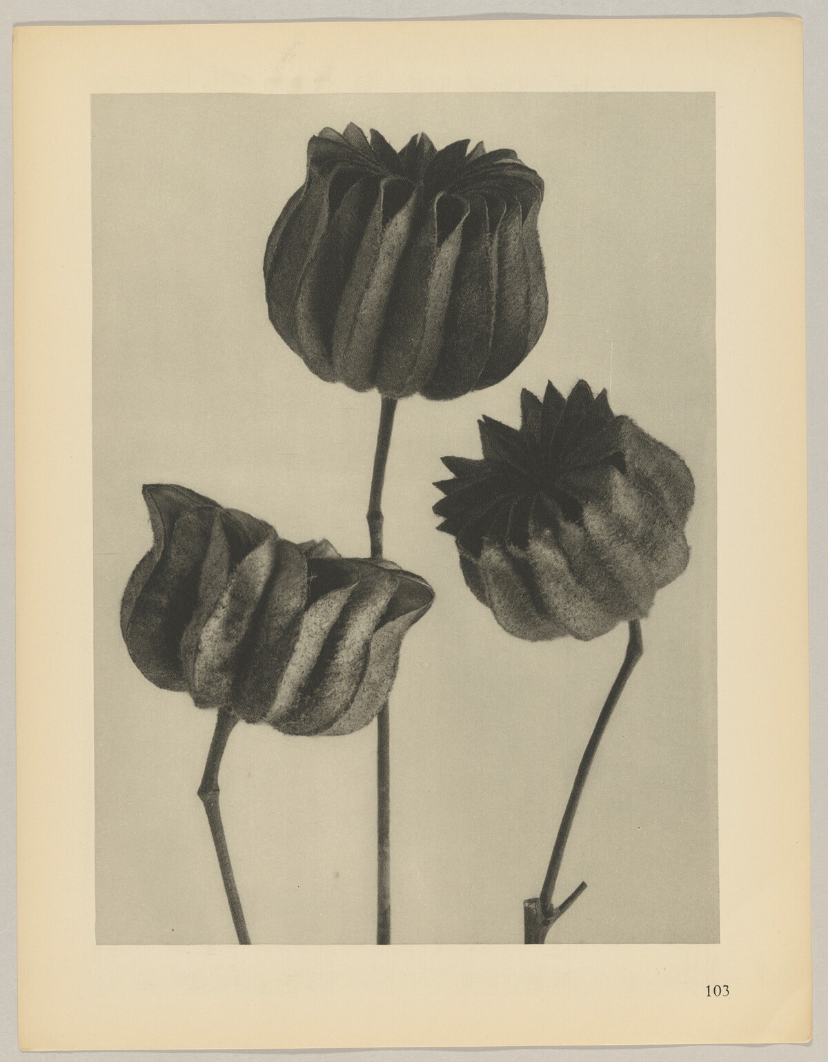 Abutilon by Karl Blossfeldt