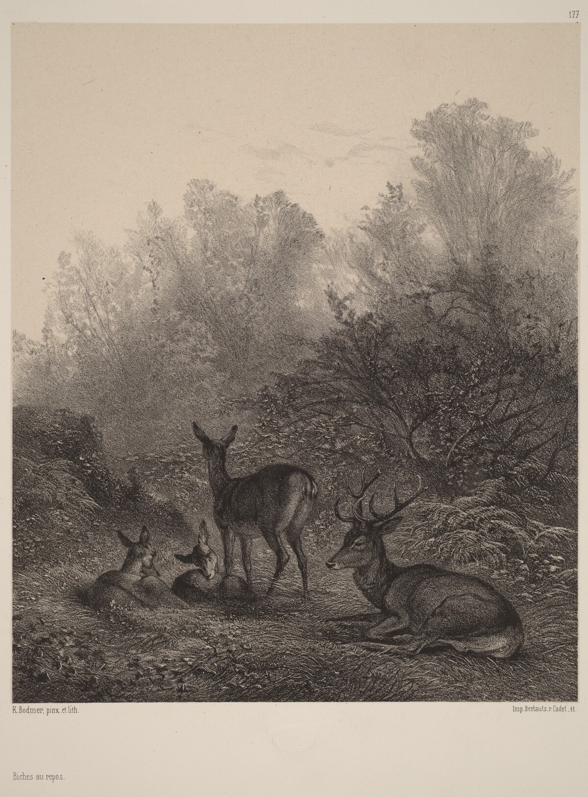 Biches au repos by Karl Bodmer