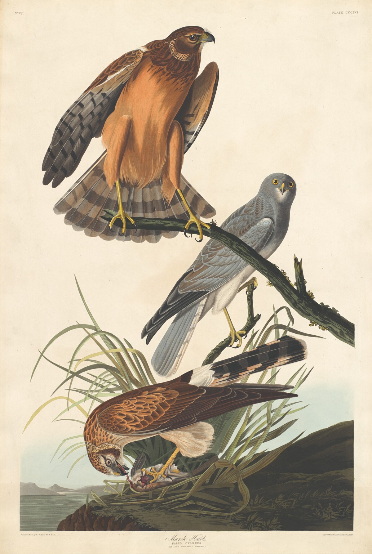 Marsh Hawk by Robert Havell after John James Audubon