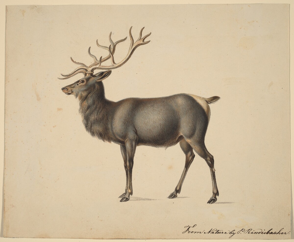 European Elk by Peter Rindisbacher