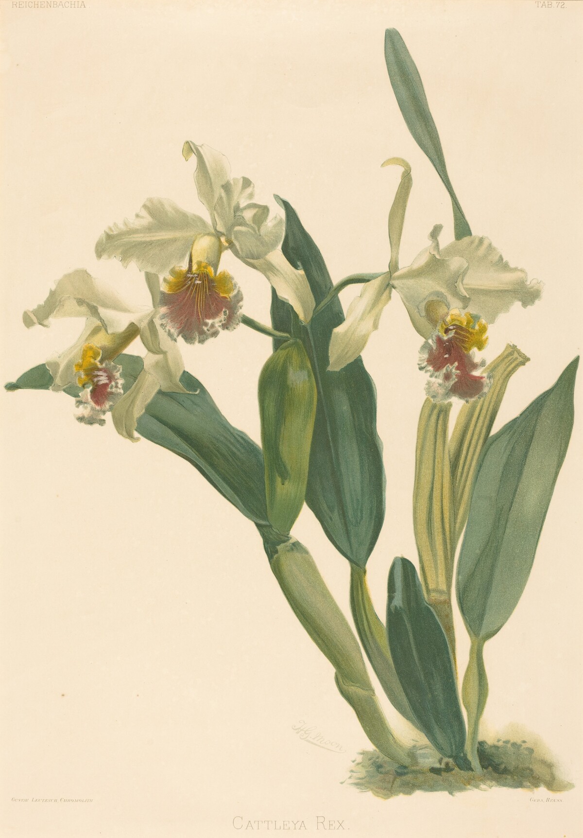 Cattleya Rex by Gustav Leutzsch after Henry George Moon