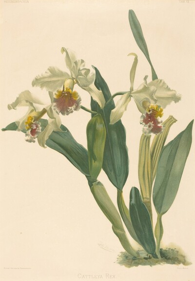 Cattleya Rex