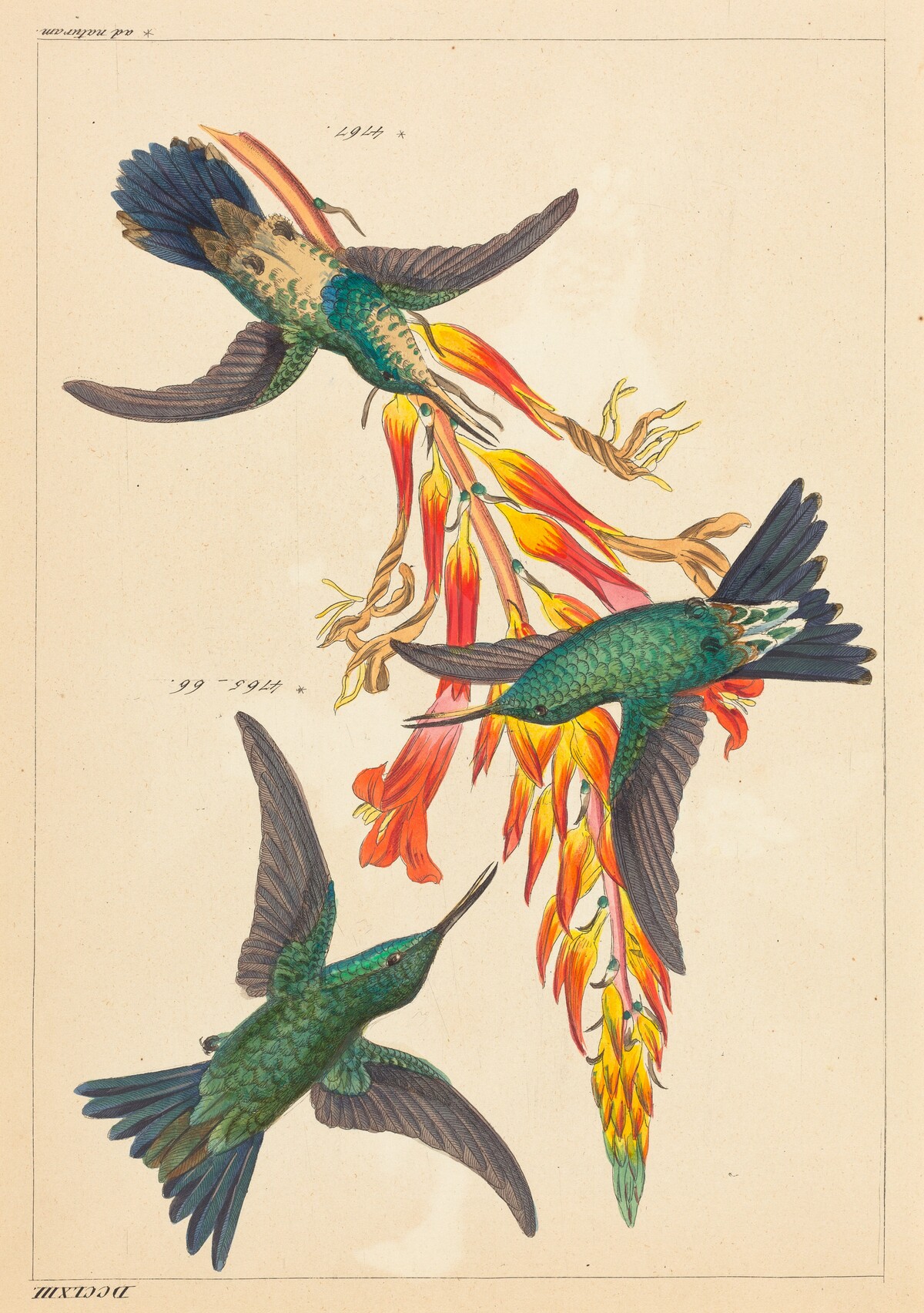 Three Hummingbirds with Plant by Heinrich Gottlieb Ludwig Reichenbach