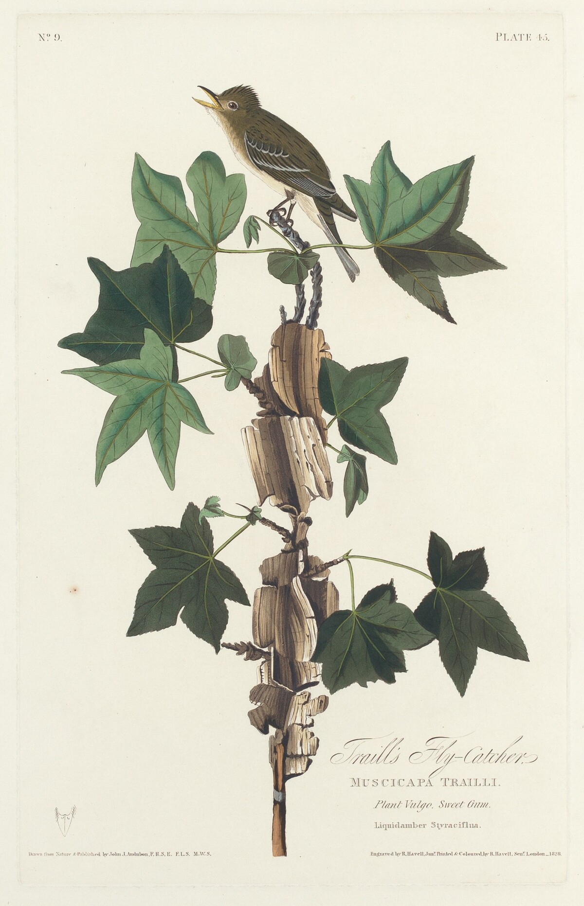 Traill's Flycatcher by Robert Havell after John James Audubon