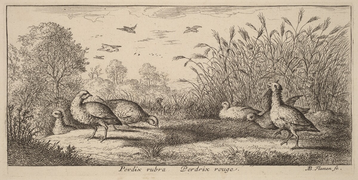 Pedrix rubra, The Red-Legged Partridge by Albert Flamen