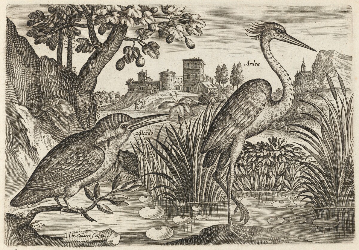Kingfisher and Grey Heron by Adriaen Collaert