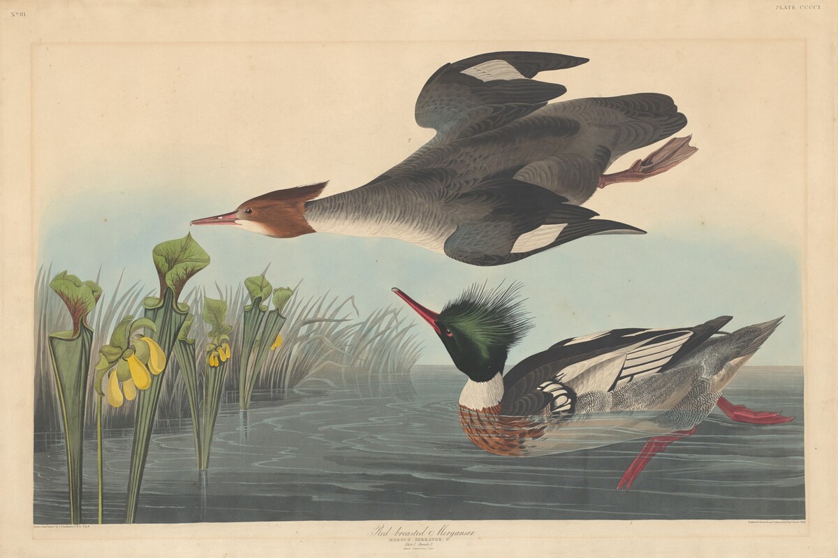 Red-breasted Merganser by Robert Havell after John James Audubon