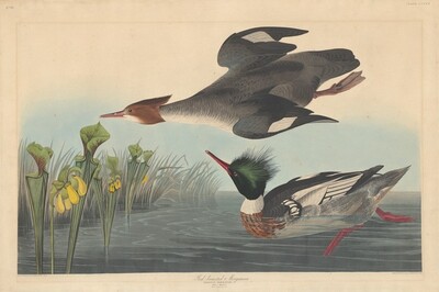 Red-breasted Merganser