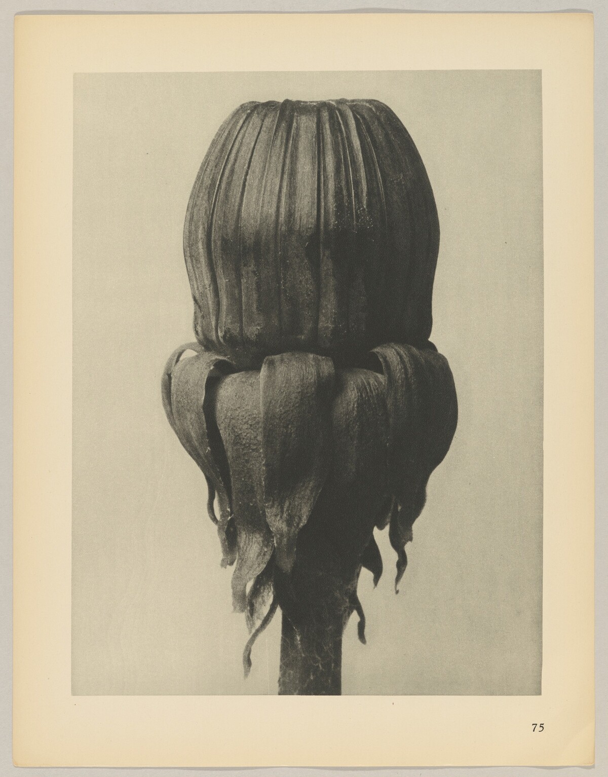 Taraxacum officinale by Karl Blossfeldt