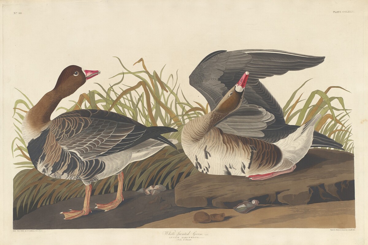 White-fronted Goose by Robert Havell after John James Audubon