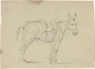 Donkey Stretching a Hind Leg