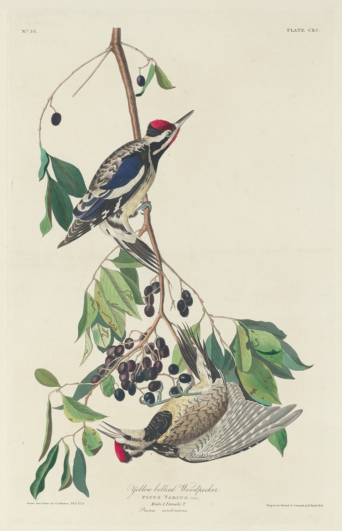 Yellow-bellied Woodpecker by Robert Havell after John James Audubon