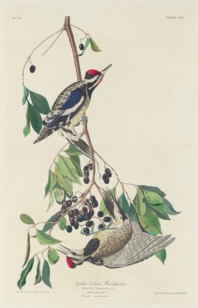 Yellow-bellied Woodpecker
