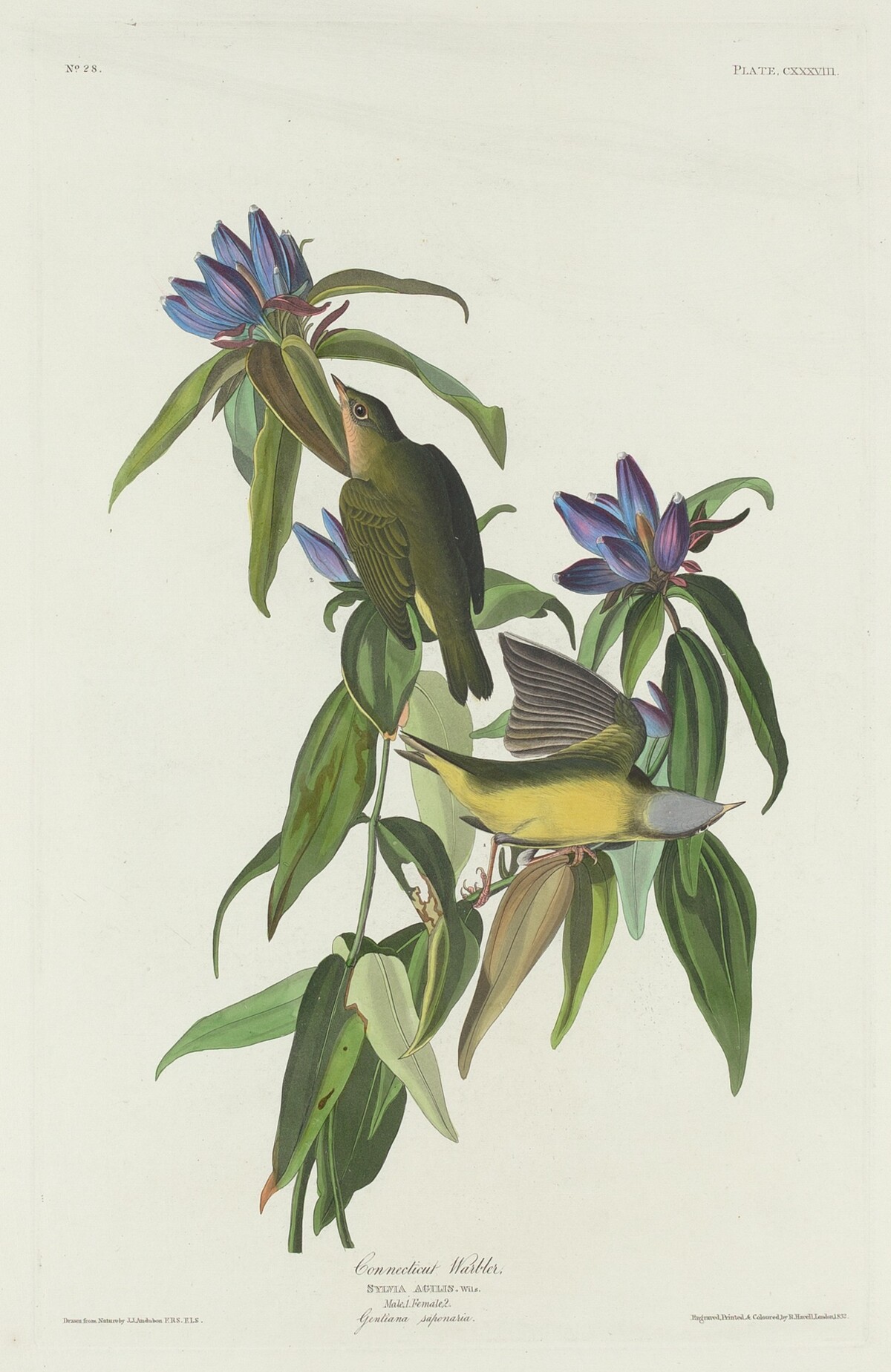 Connecticut Warbler by Robert Havell after John James Audubon