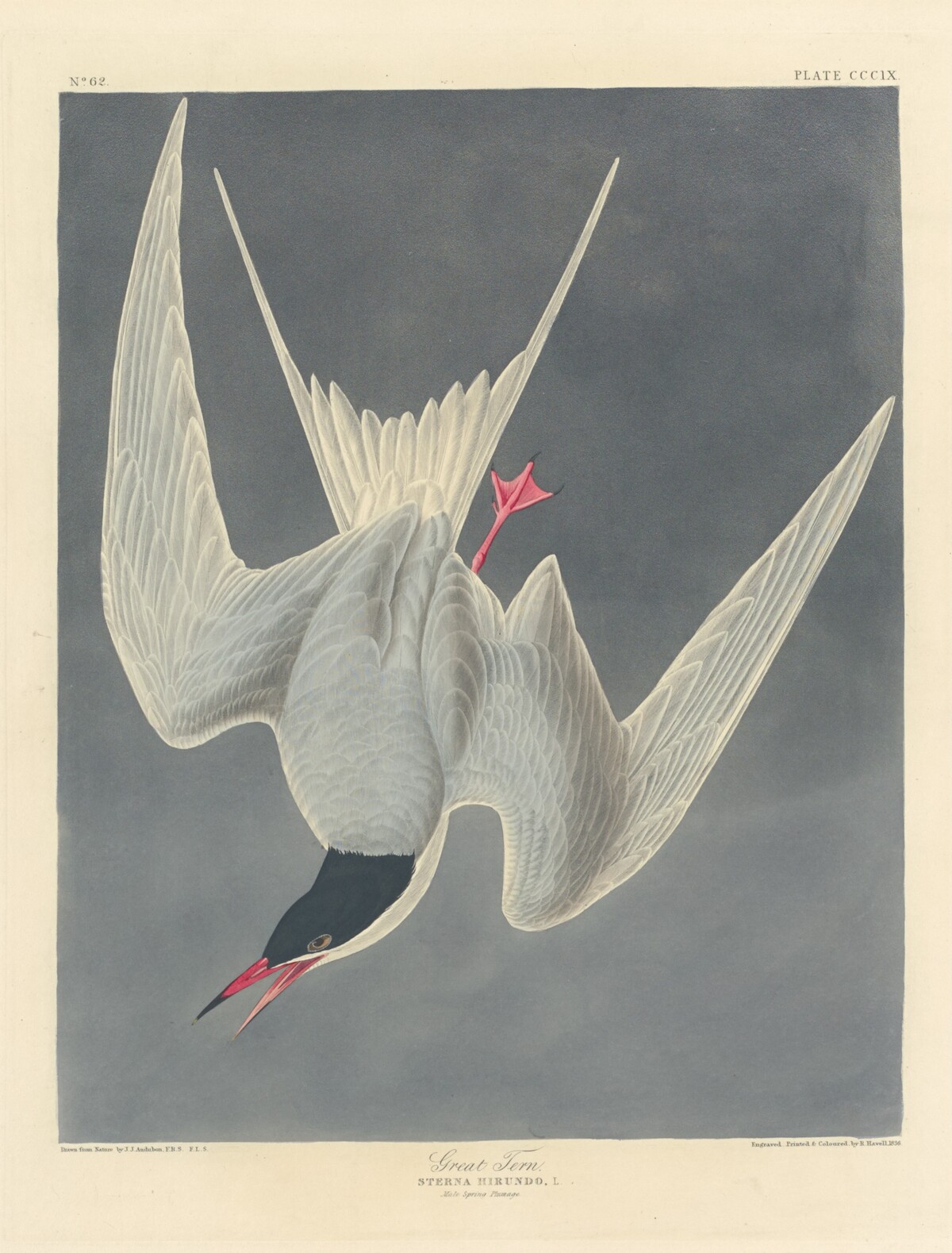 Great Tern by Robert Havell after John James Audubon